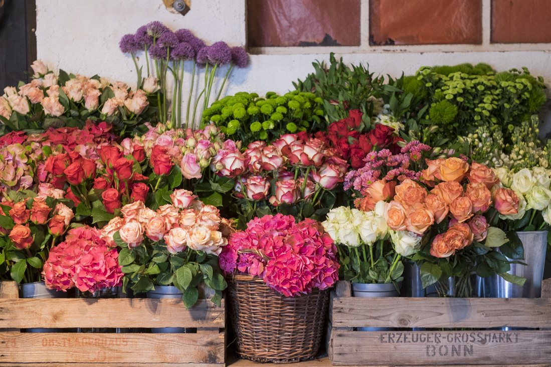 Rosige Zeiten Rosen